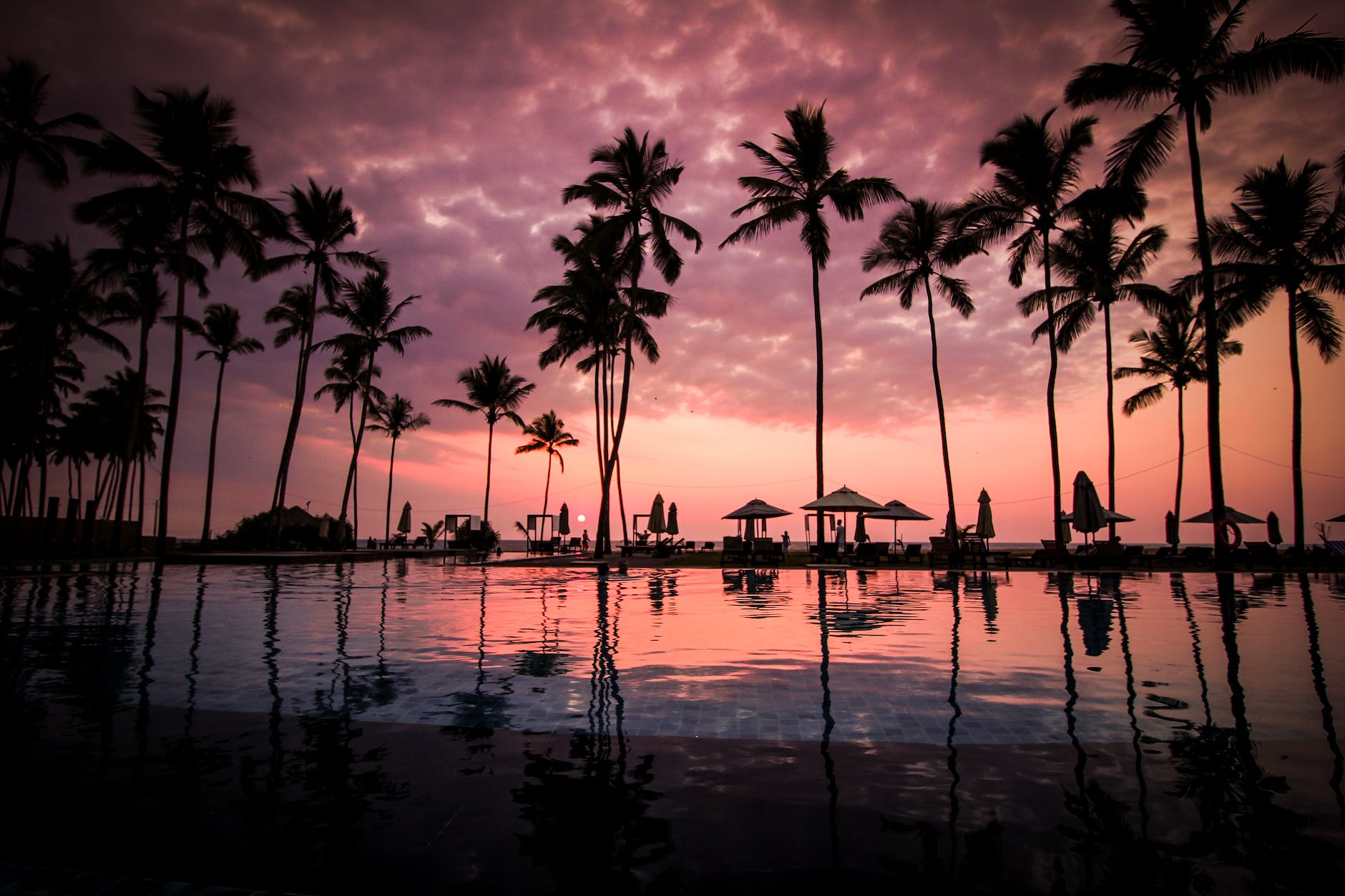 coconut palm tress beside calm lake silhouette