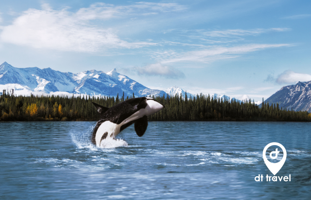 DT cruise Alaska